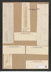 Nitzschia spectabilis (Ehr.) Ralfs. (de-Toni-Nr.: Genus 47, Species 2110) Zeichnungen Sammlung Grunow Nr. 4219 (NHMW-BOT-W0372150)